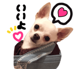 Chihuahua no Ryutarou sticker #13865207