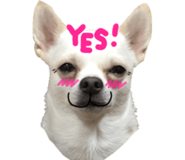 Chihuahua no Ryutarou sticker #13865208