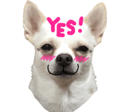 Chihuahua no Ryutarou sticker #13865208