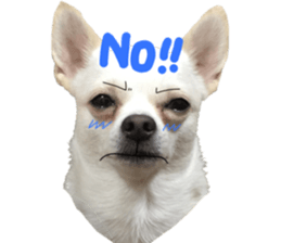 Chihuahua no Ryutarou sticker #13865209