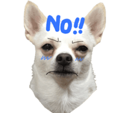 Chihuahua no Ryutarou sticker #13865209