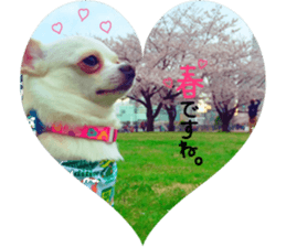 Chihuahua no Ryutarou sticker #13865210