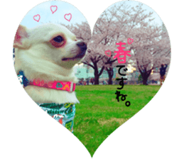 Chihuahua no Ryutarou sticker #13865210