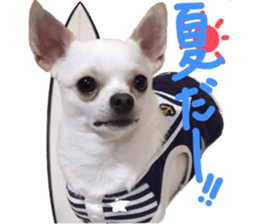 Chihuahua no Ryutarou sticker #13865211