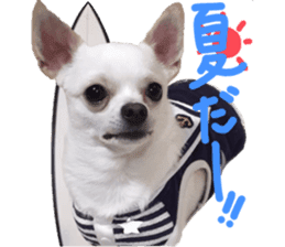 Chihuahua no Ryutarou sticker #13865211