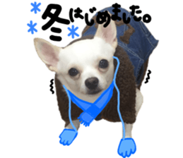 Chihuahua no Ryutarou sticker #13865212