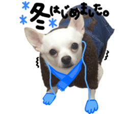 Chihuahua no Ryutarou sticker #13865212