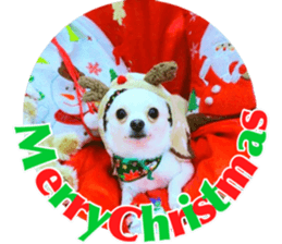 Chihuahua no Ryutarou sticker #13865213