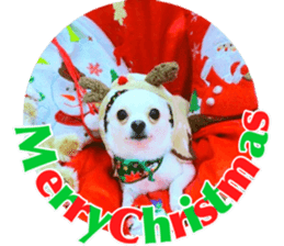 Chihuahua no Ryutarou sticker #13865213