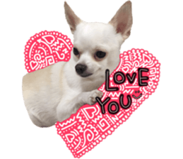 Chihuahua no Ryutarou sticker #13865214