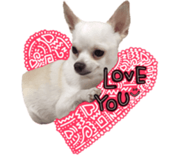 Chihuahua no Ryutarou sticker #13865214
