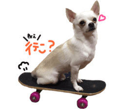 Chihuahua no Ryutarou sticker #13865215