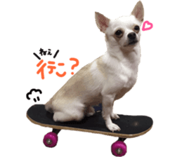 Chihuahua no Ryutarou sticker #13865215