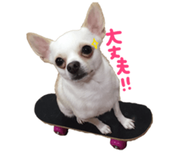 Chihuahua no Ryutarou sticker #13865216