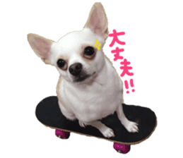 Chihuahua no Ryutarou sticker #13865216