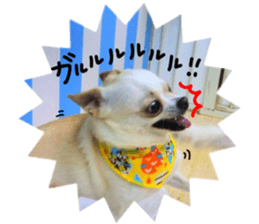 Chihuahua no Ryutarou sticker #13865217