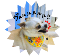 Chihuahua no Ryutarou sticker #13865217