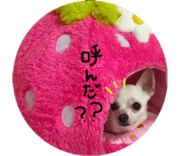 Chihuahua no Ryutarou sticker #13865218