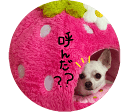 Chihuahua no Ryutarou sticker #13865218