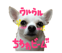 Chihuahua no Ryutarou sticker #13865219