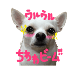 Chihuahua no Ryutarou sticker #13865219