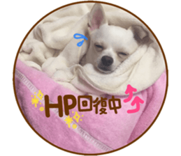 Chihuahua no Ryutarou sticker #13865220