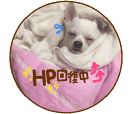 Chihuahua no Ryutarou sticker #13865220