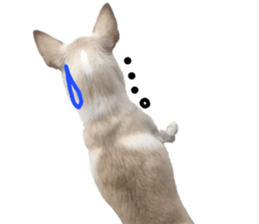 Chihuahua no Ryutarou sticker #13865221