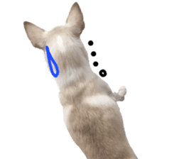 Chihuahua no Ryutarou sticker #13865221