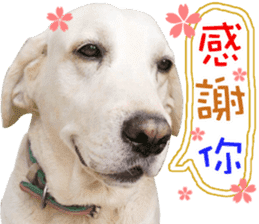 Dog so cute 1 sticker #13865870
