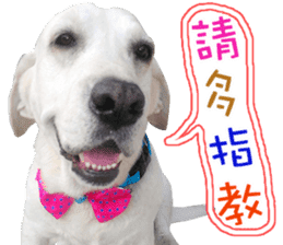 Dog so cute 1 sticker #13865874