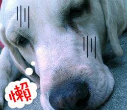 Dog so cute 1 sticker #13865875