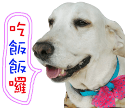 Dog so cute 1 sticker #13865876