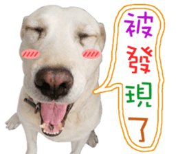 Dog so cute 1 sticker #13865878