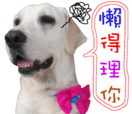 Dog so cute 1 sticker #13865880