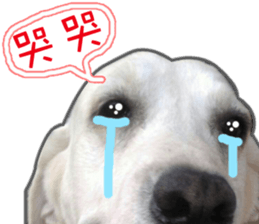 Dog so cute 1 sticker #13865881