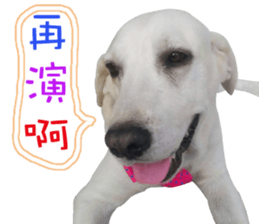 Dog so cute 1 sticker #13865885