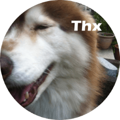 Alaskan Husky - DiDi's Daily life