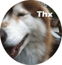 Alaskan Husky - DiDi's Daily life sticker #13866422