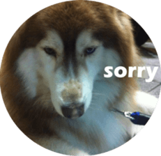 Alaskan Husky - DiDi's Daily life sticker #13866423