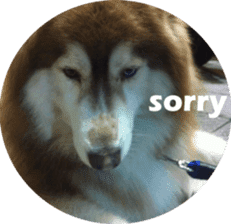 Alaskan Husky - DiDi's Daily life sticker #13866423