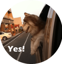 Alaskan Husky - DiDi's Daily life sticker #13866424