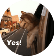Alaskan Husky - DiDi's Daily life sticker #13866424