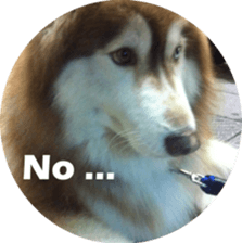Alaskan Husky - DiDi's Daily life sticker #13866425