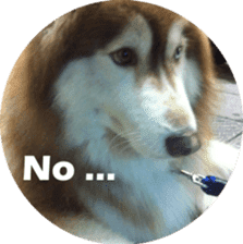 Alaskan Husky - DiDi's Daily life sticker #13866425