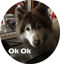 Alaskan Husky - DiDi's Daily life sticker #13866426