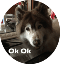 Alaskan Husky - DiDi's Daily life sticker #13866426