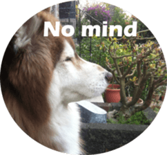 Alaskan Husky - DiDi's Daily life sticker #13866427