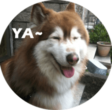 Alaskan Husky - DiDi's Daily life sticker #13866428