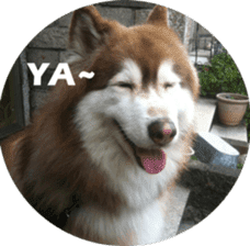 Alaskan Husky - DiDi's Daily life sticker #13866428